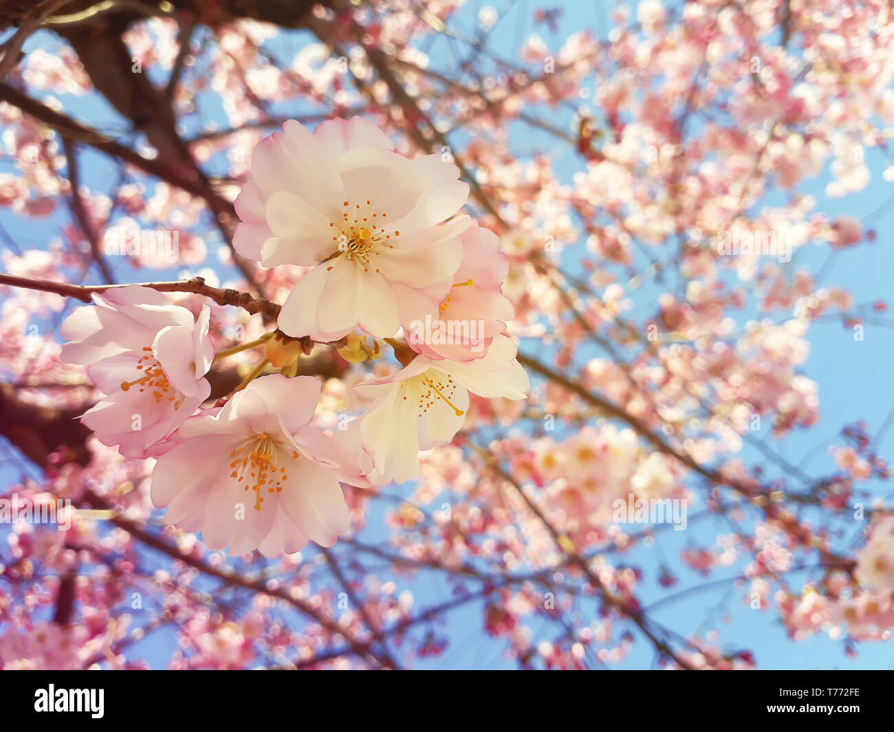 Wild pink cherry tree blooming over blue sky background. Spring flowers, small cluster blossom on the branch in the park. Beautiful nature seasonal cl Stock Photo
