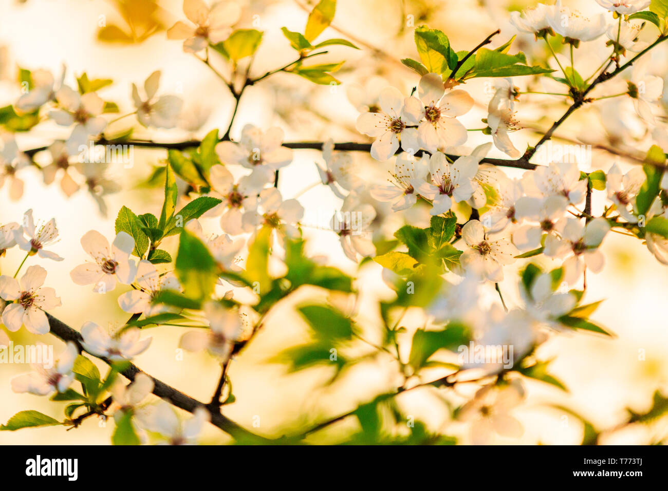 Apple blossom festival hires stock photography and images Alamy
