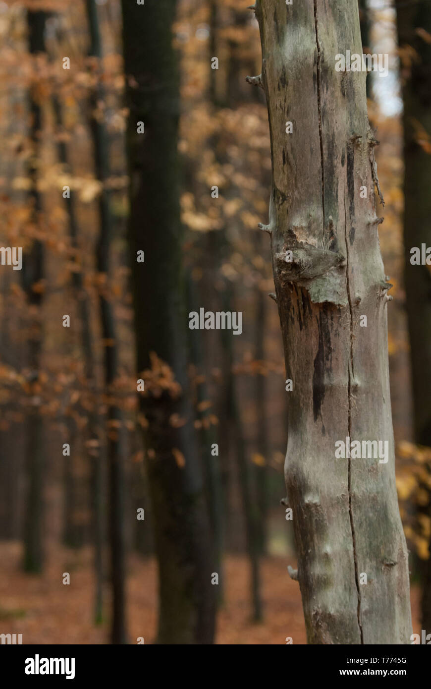 Buchenwald im Herbst Stock Photo