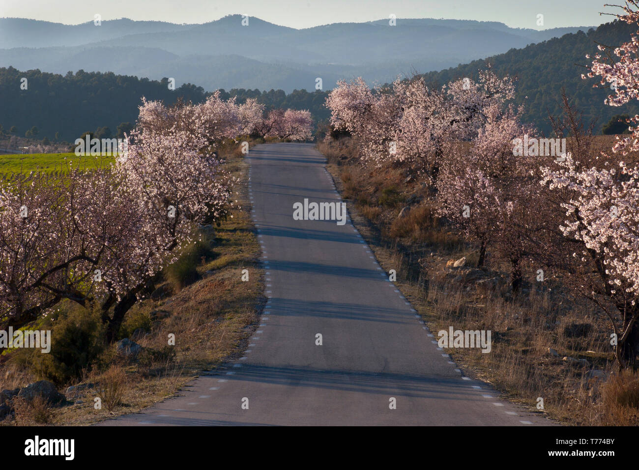 Almond Trees In Blossom Nr Elche De La Sierra Albacete Castilla La Mancha Spain Stock Photo Alamy