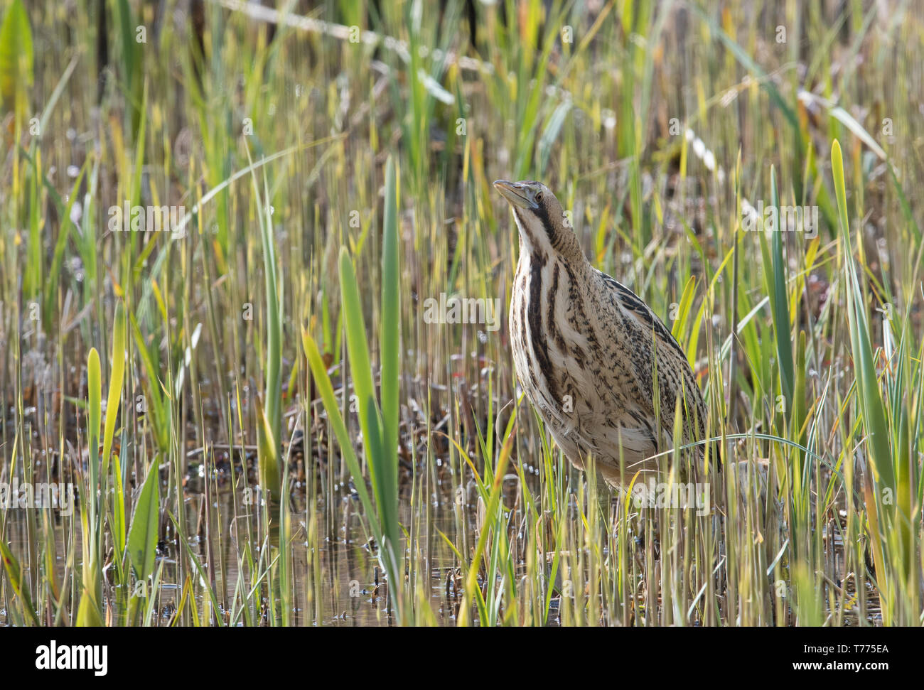 Bittern, Minsmere, Suffolk Stock Photo