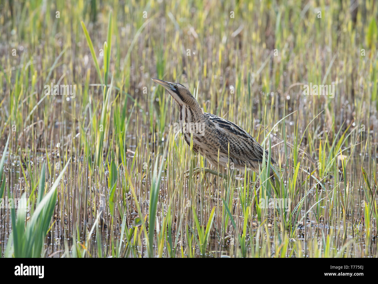 Bittern, Minsmere, Suffolk Stock Photo