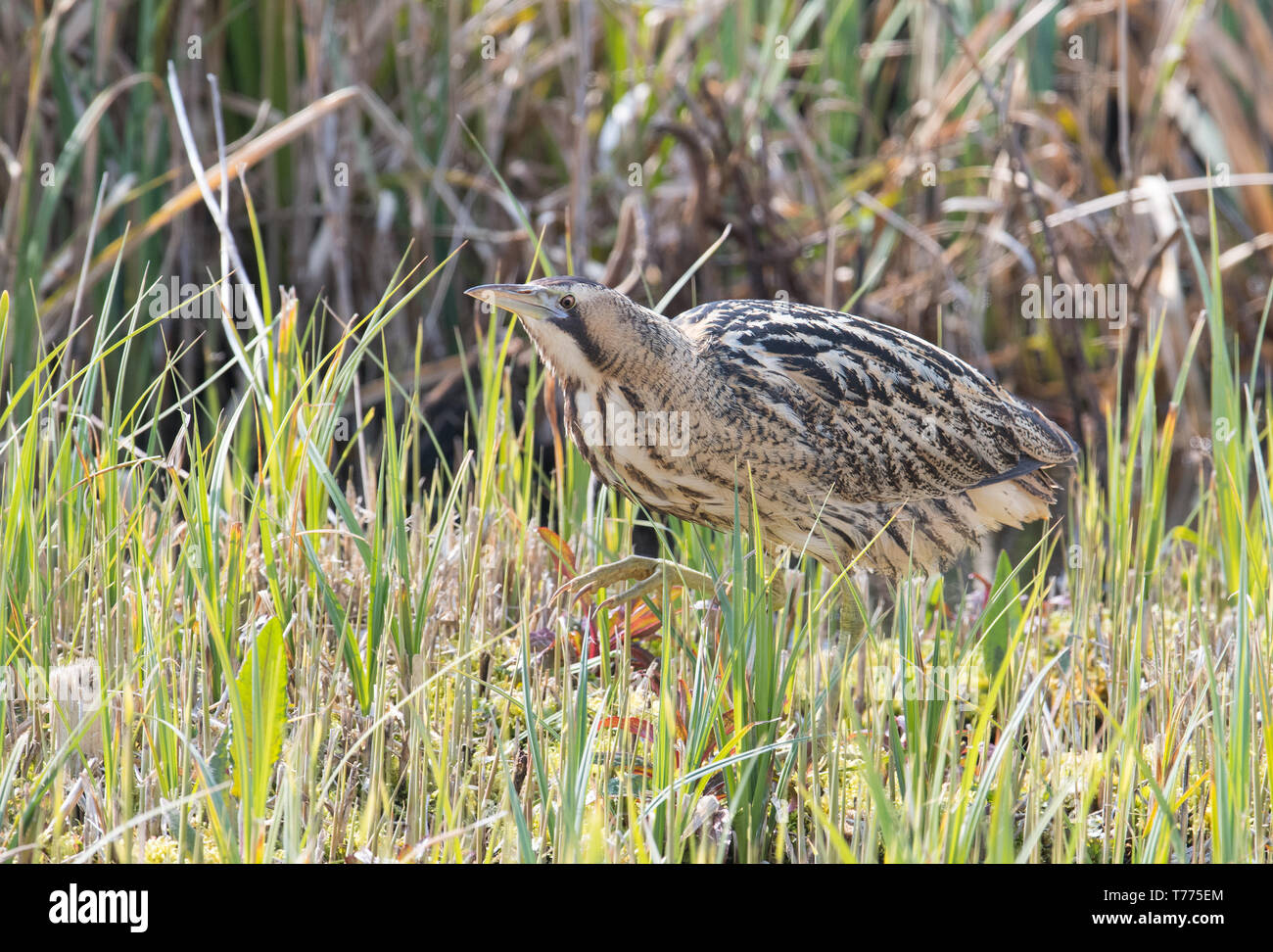 Bittern, Minsmere, Suffolk Stock Photo