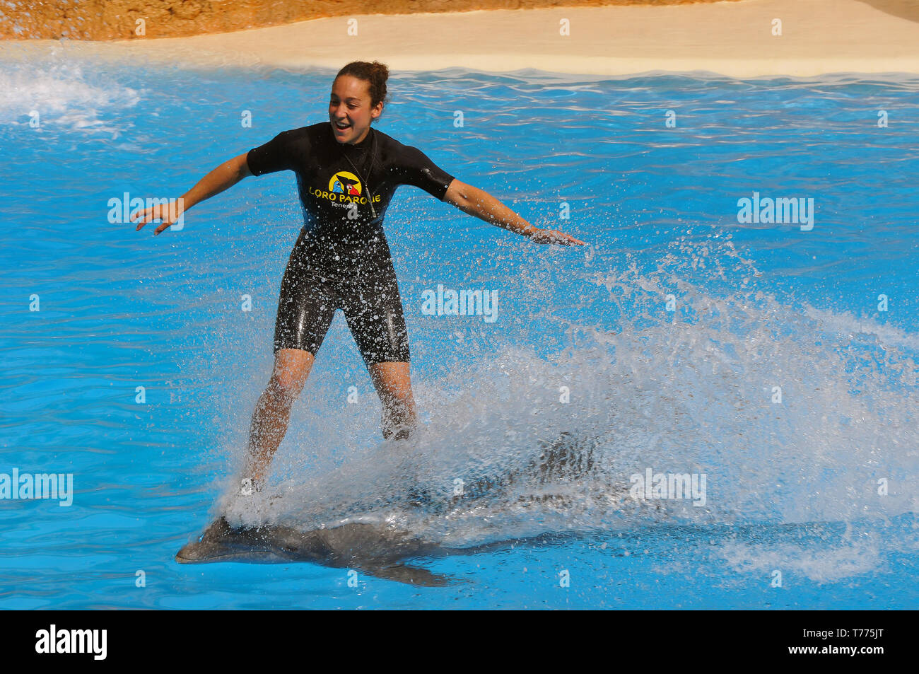 Dolphin Show in Loro Parque, Puerto de la Cruz, Tenerife, Canary Islands, Spain, common bottlenose dolphin (Tursiops truncatus) Stock Photo