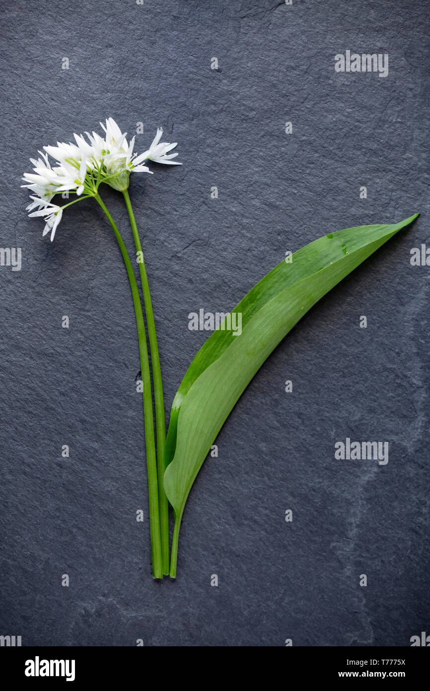 Wild garlic, Allium ursinum, flowers and leaf on slate background. Wild garlic is a popular wild food for foragers and can be used in a wide range of  Stock Photo