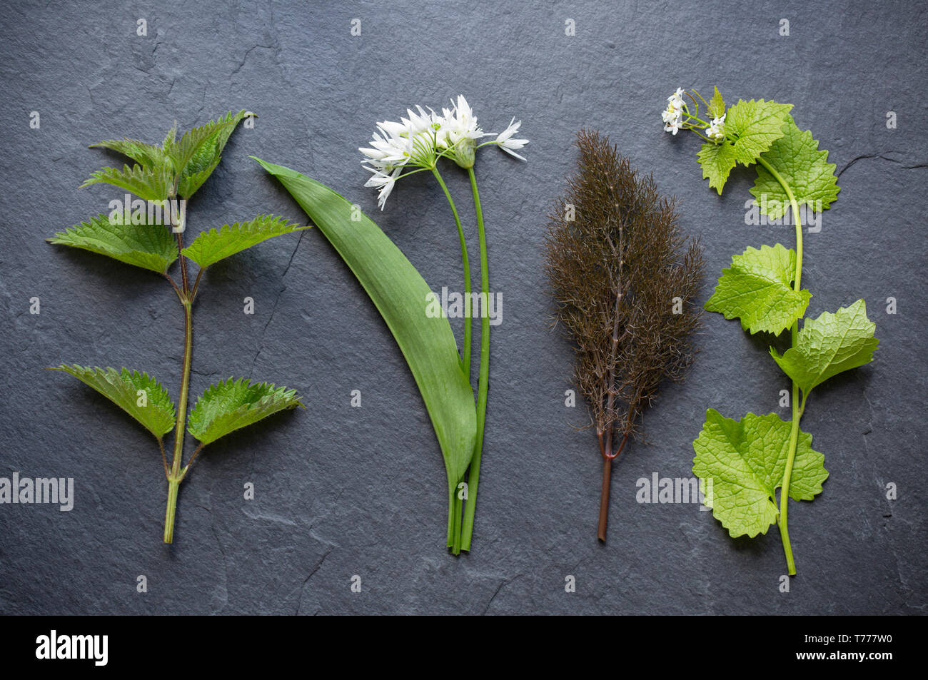Wild, edible plants picked in May to add to various recipes. Left-right: Common stinging nettle, Urtica dioica, wild garlic, Allium ursinum, bronze fe Stock Photo