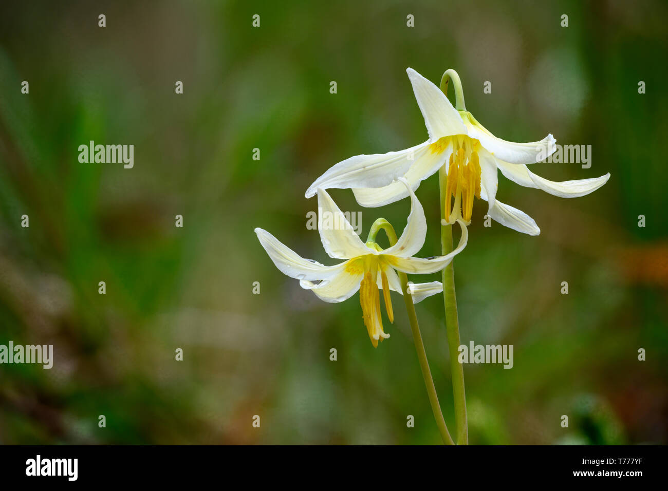 Oregon Fawn Lily blooming at Mount Pisgah Arboretum, Willamette Valley, Oregon. Stock Photo