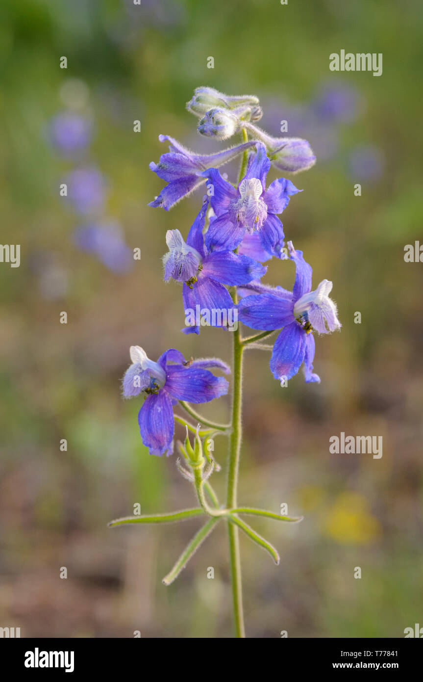 Species of larkspur hi-res stock photography and images - Alamy