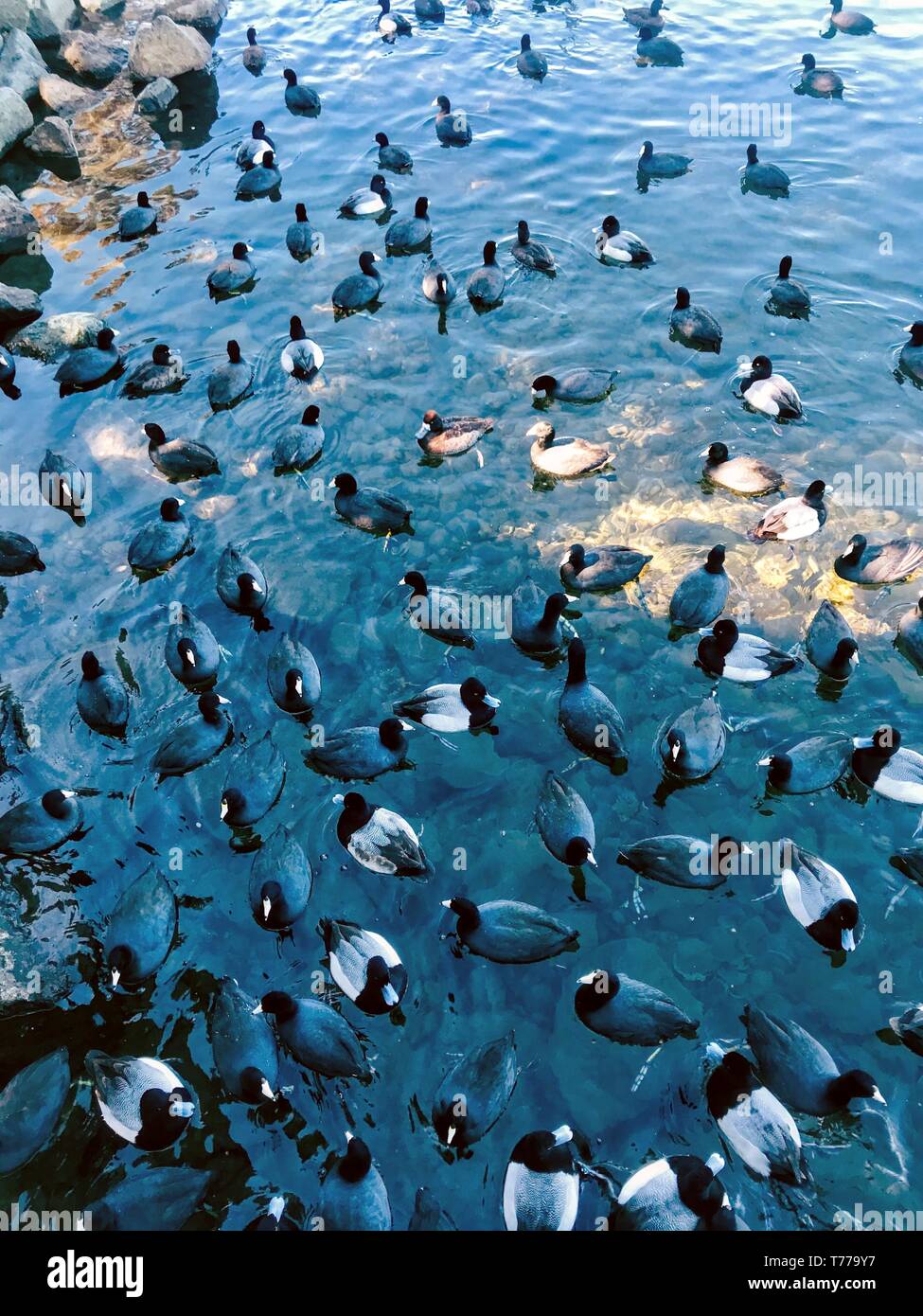 ducks on the lake Stock Photo
