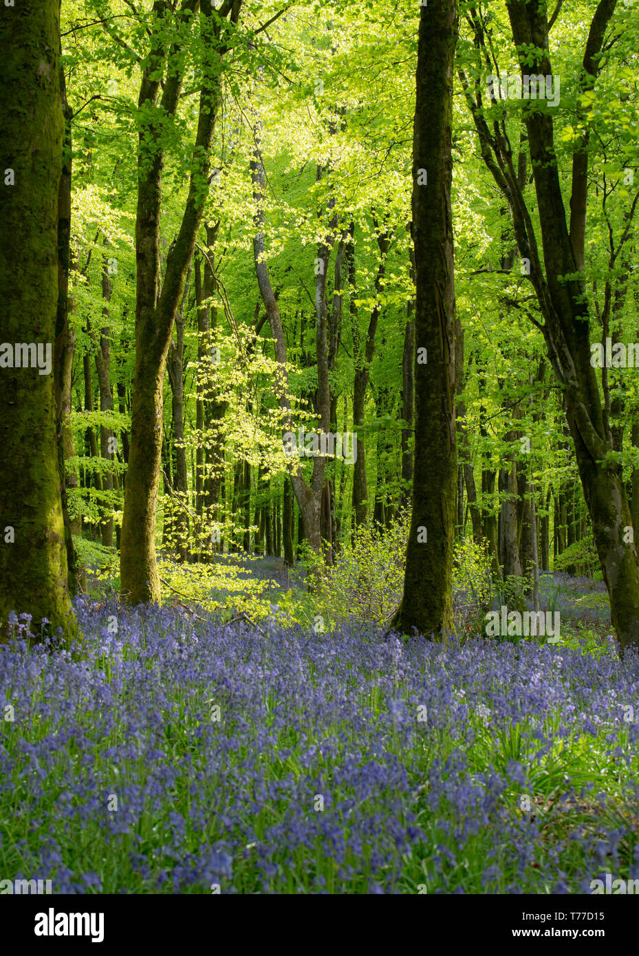 Hooke Park, Dorset, UK. 4th May 2019. UK Weather: Dappled sunlight illuminates beech trees above a carpet of spring bluebells in the woodland at Hooke Park, Dorset on a chilly and bright afternoon.  Credit: Celia McMahon/Alamy Live News. Stock Photo