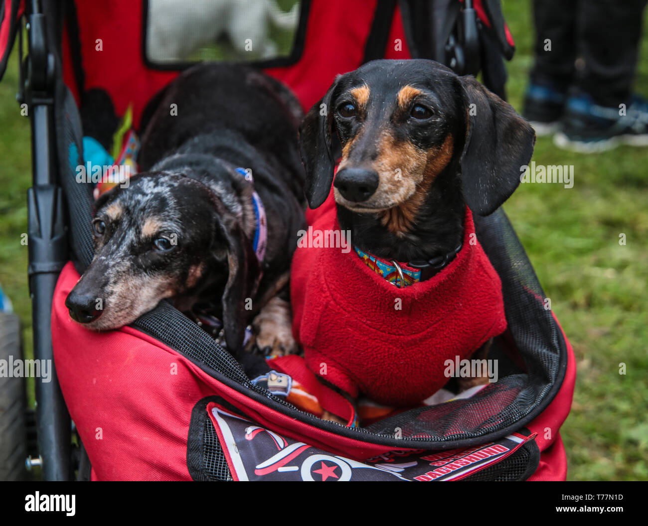 London UK. 05th May 2019. The Great Hampstead Bark Off 2019 took