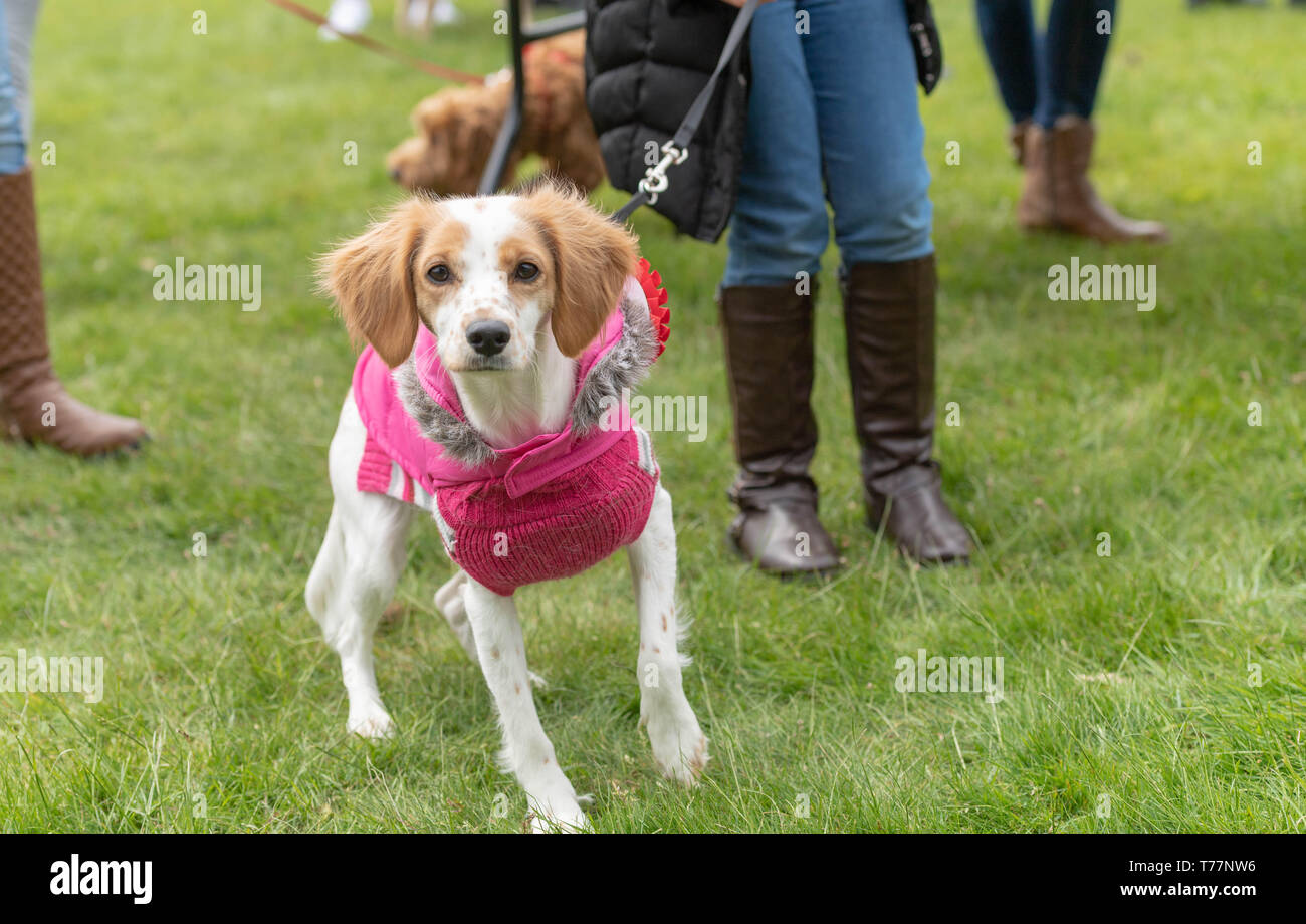 Brentwood, Essex, UK. 5th May 2019. All about Dogs show at Brentwood Essex Dog in costume Credit: Ian Davidson/Alamy Live News Stock Photo