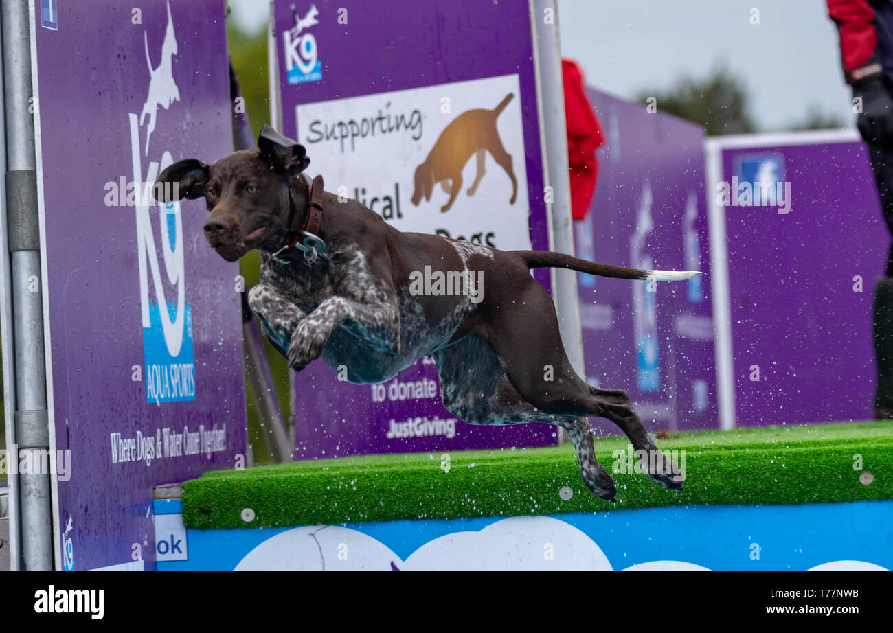 Dog jumps into swimming pool hires stock photography and images Alamy