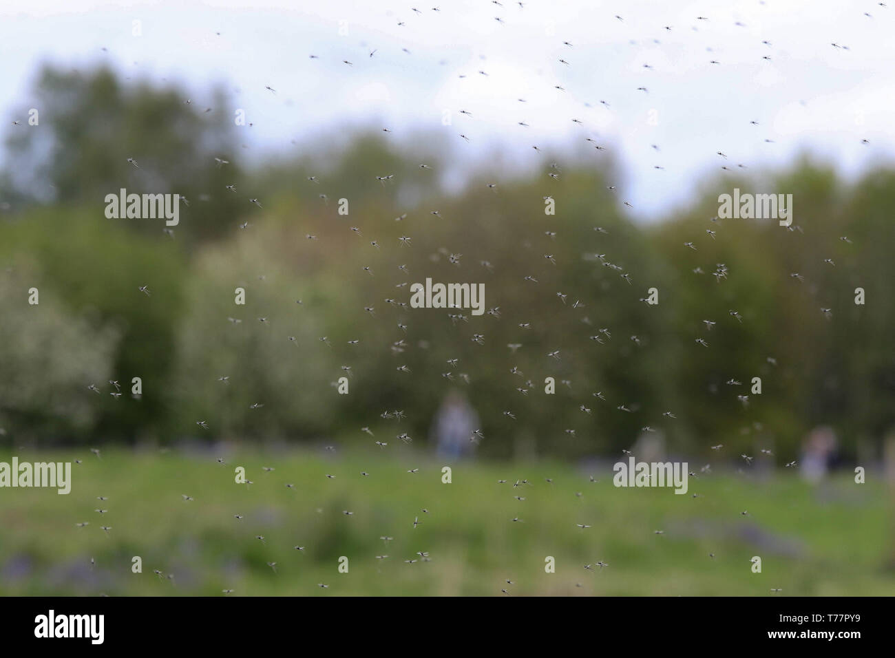 Lough Neagh, County Armagh, Northern Ireland. 5th May 2019. UK weather - an overcast day at Lough Neagh with the odd spell of sunshine. A cool breeze with temperatures peaking around 11C - a few degrees cooler that avaerage for this time of year. The Lough Neagh mayfly are out in their thousands making it uncomfortable when they swarm around people. A swarm of mayfly in the air with people in the background. Credit: David Hunter/Alamy Live News. Stock Photo