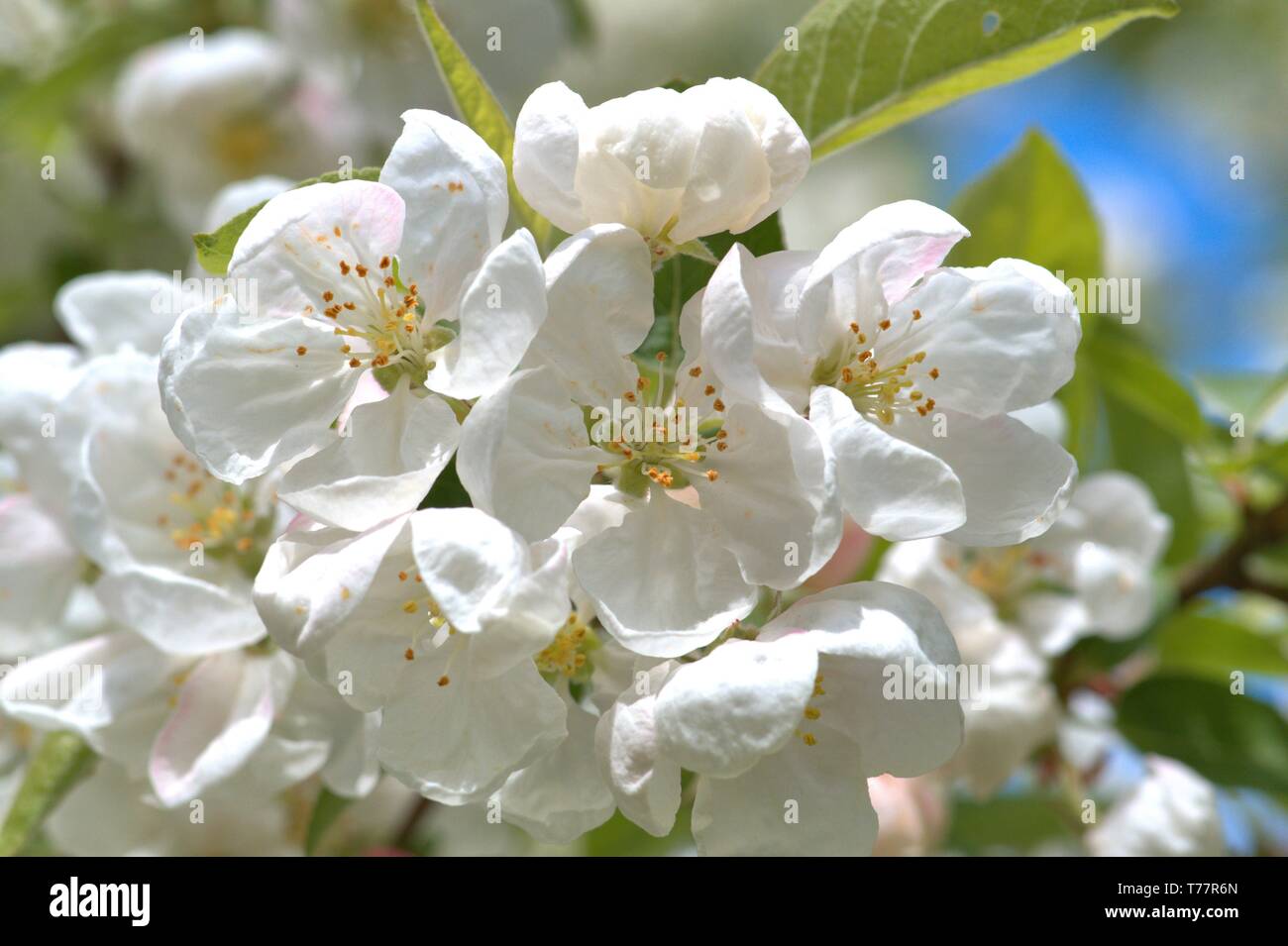 May 2019 Everest High Resolution Stock Photography And Images Alamy