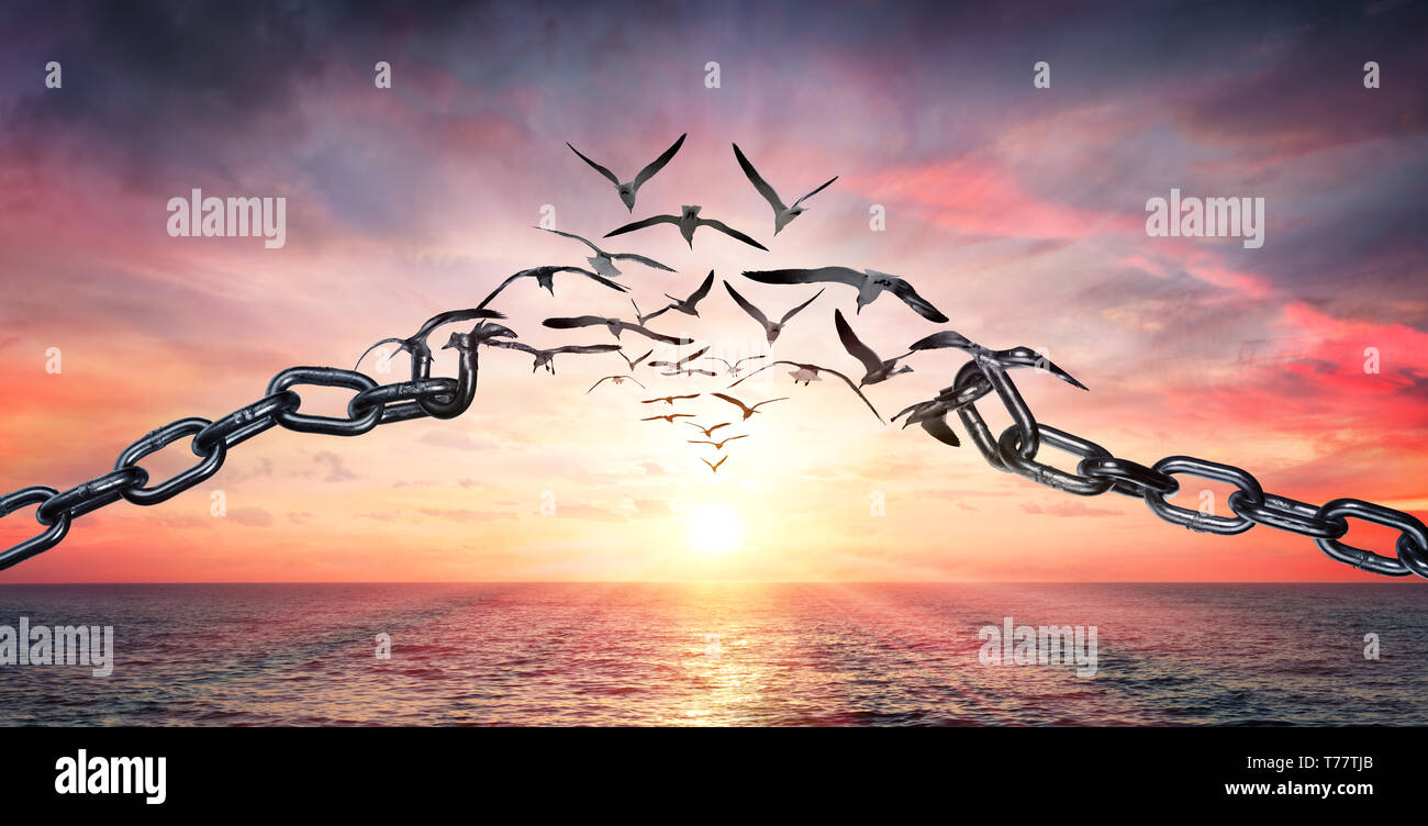 On The Wings Of Freedom - Birds Flying And Broken Chains - Charge Concept Stock Photo