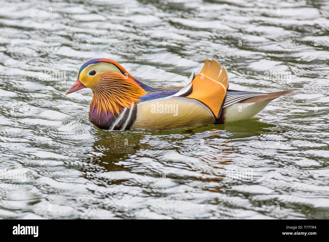 A Mandarin duck, Aix galericulata Stock Photo