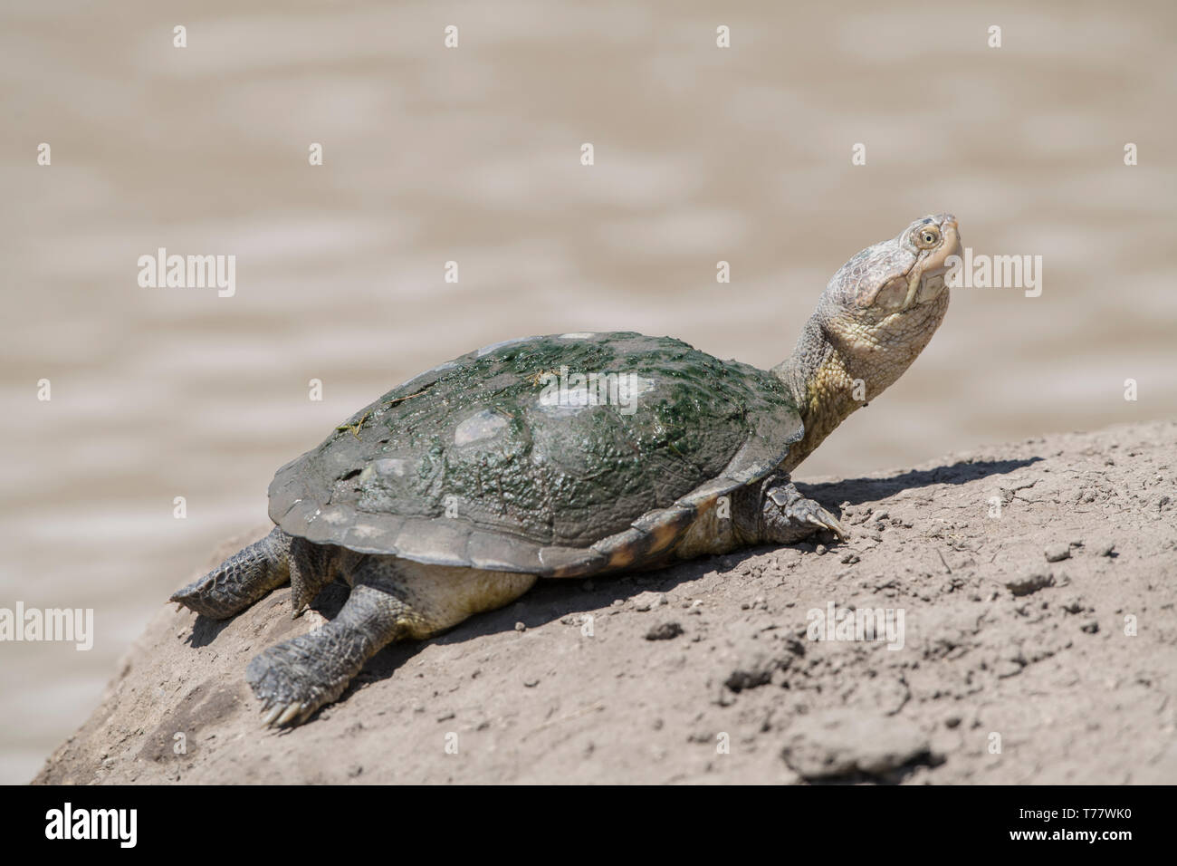 African helmeted turtle drying on land, Tanzania Stock Photo