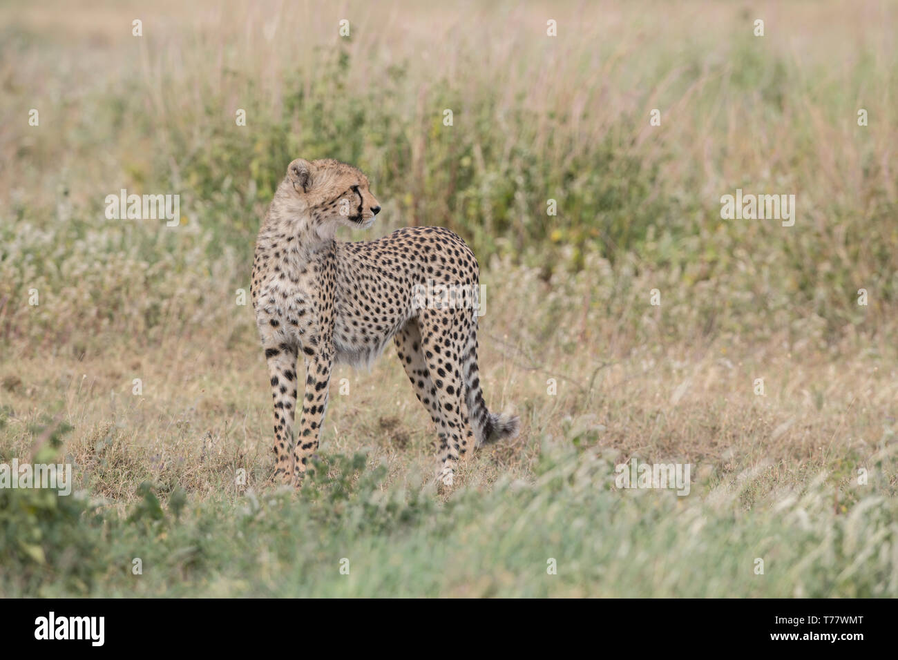 Yearling cheetah standing, Tanzania Stock Photo