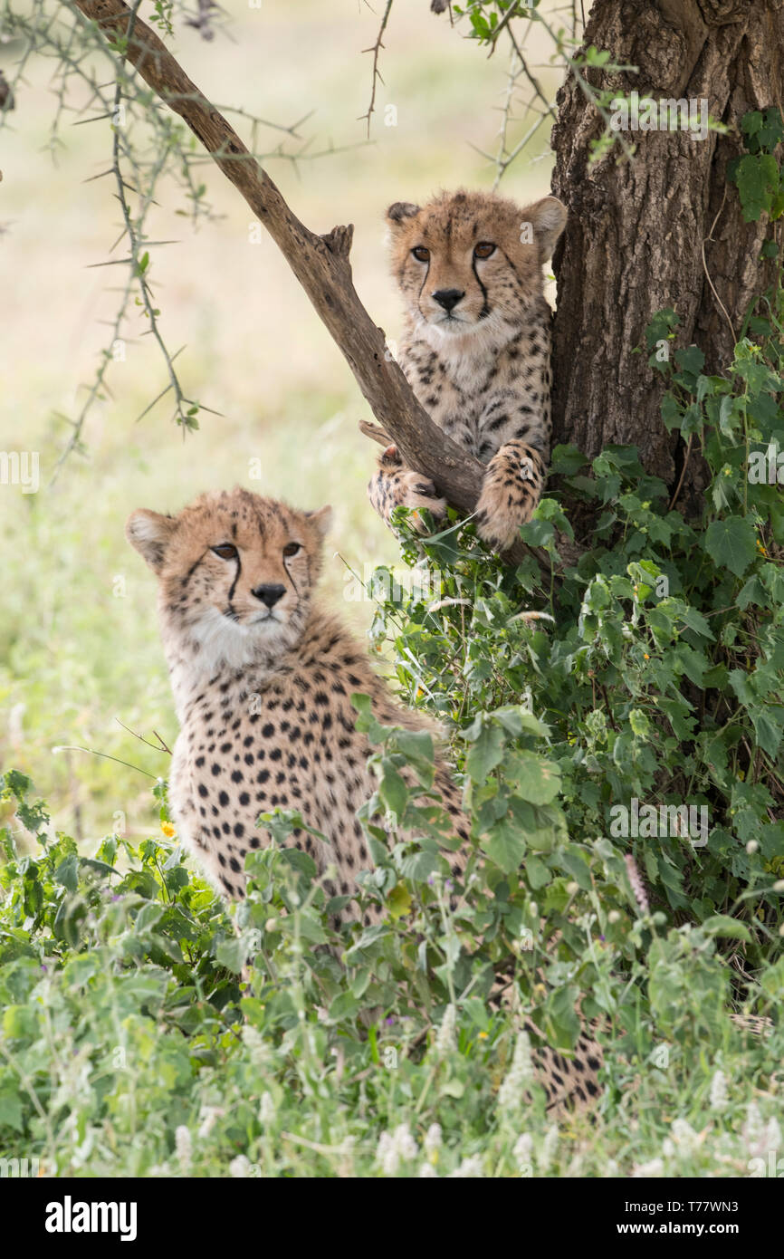 Yearling cheetah in tree, Tanzania Stock Photo