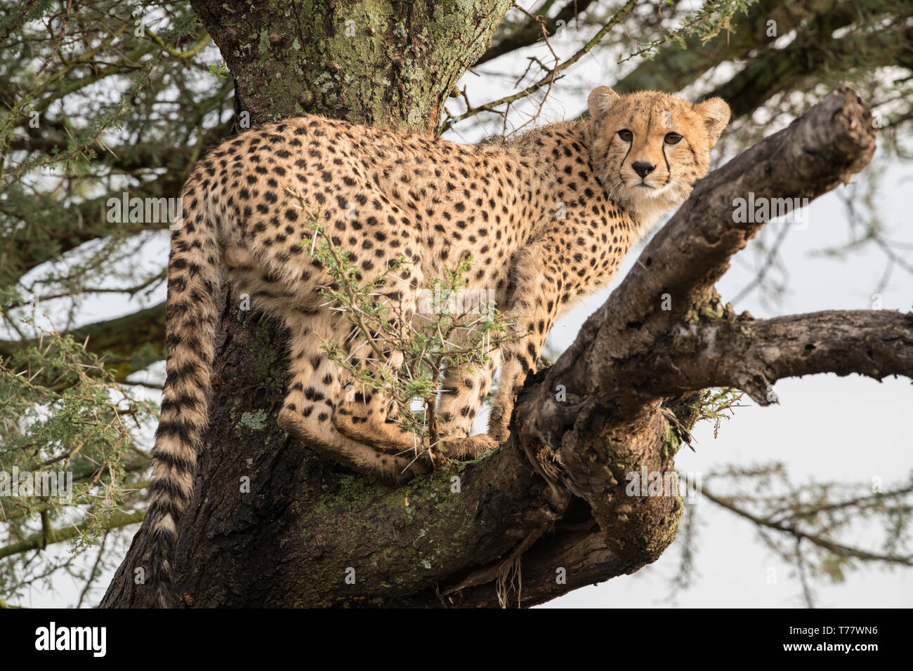 Cheetah in tree, Tanzania Stock Photo - Alamy
