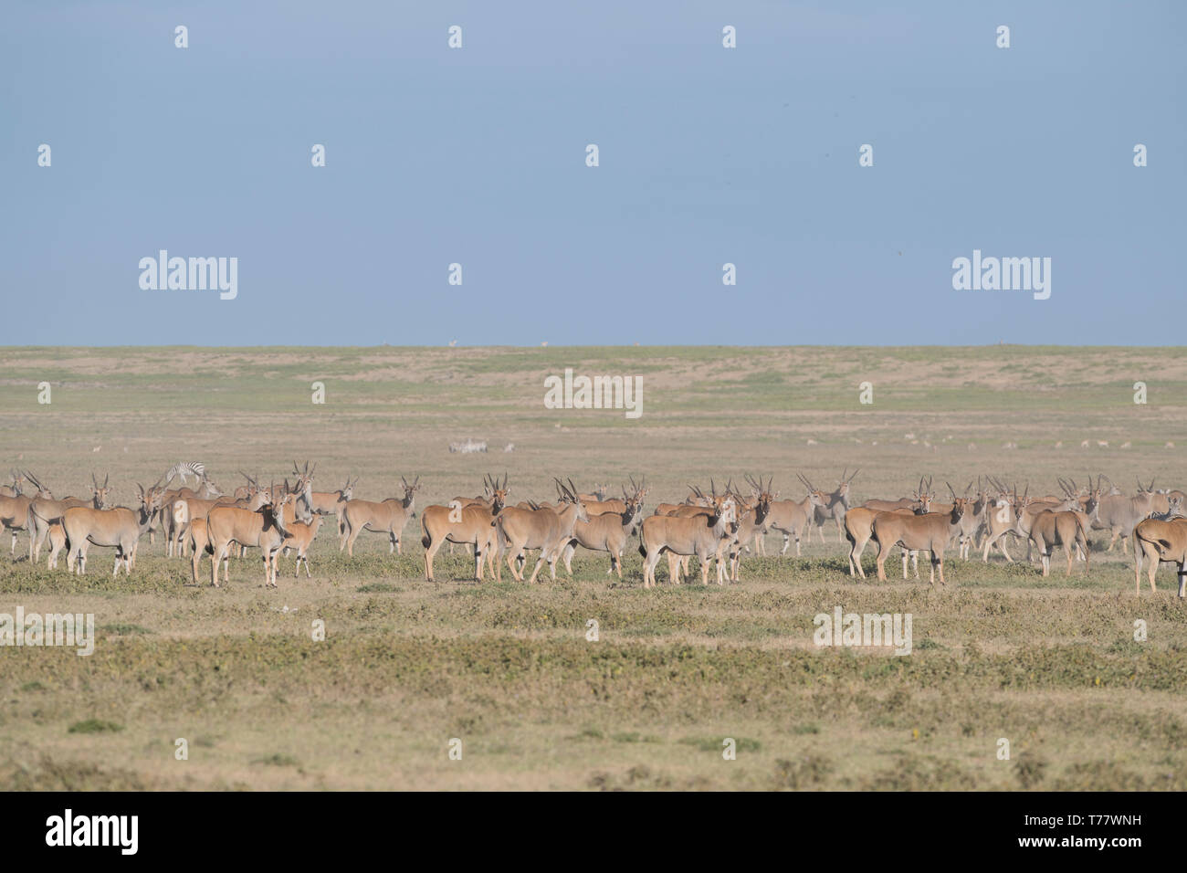 Eland herd migrating, Tanzania Stock Photo