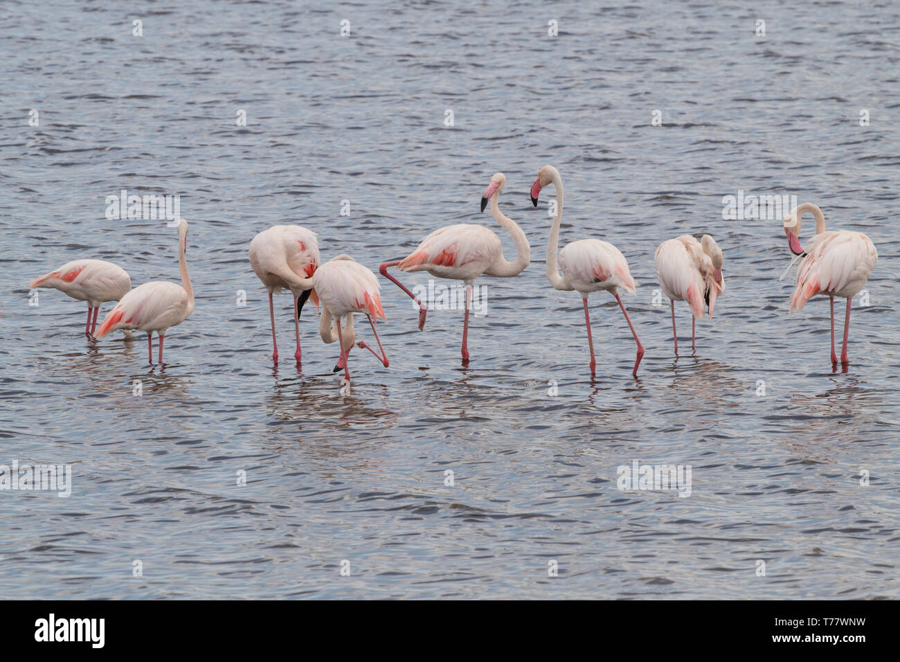 Greater Flamingo in Lake Masek, Tanzania Stock Photo