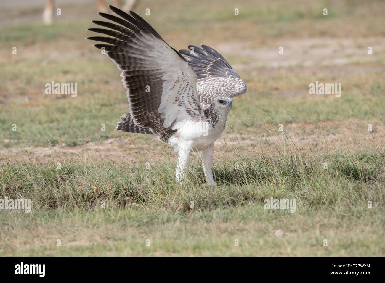 Immature martial eagle landing, Tanzania Stock Photo