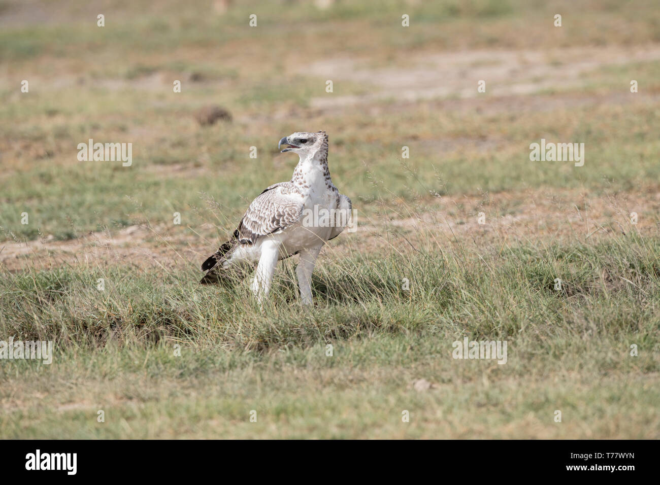 Immature martial eagle, Tanzania Stock Photo