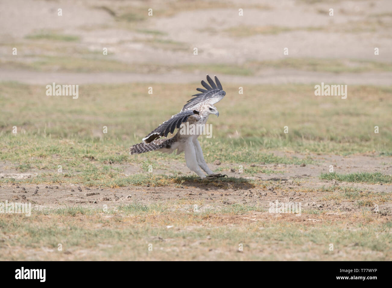 Immature martial eagle landing, Tanzania Stock Photo