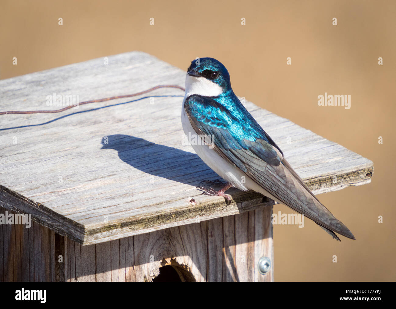 A male tree swallow (Tachycineta bicolor) perched on a birdhouse near Beaverhill Lake, Alberta, Canada. Stock Photo
