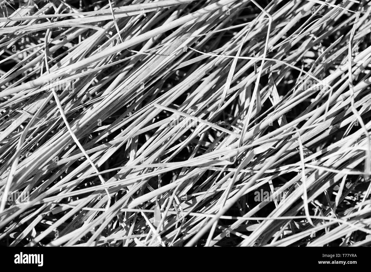 Dry grass close up. Natural background black and white Stock Photo