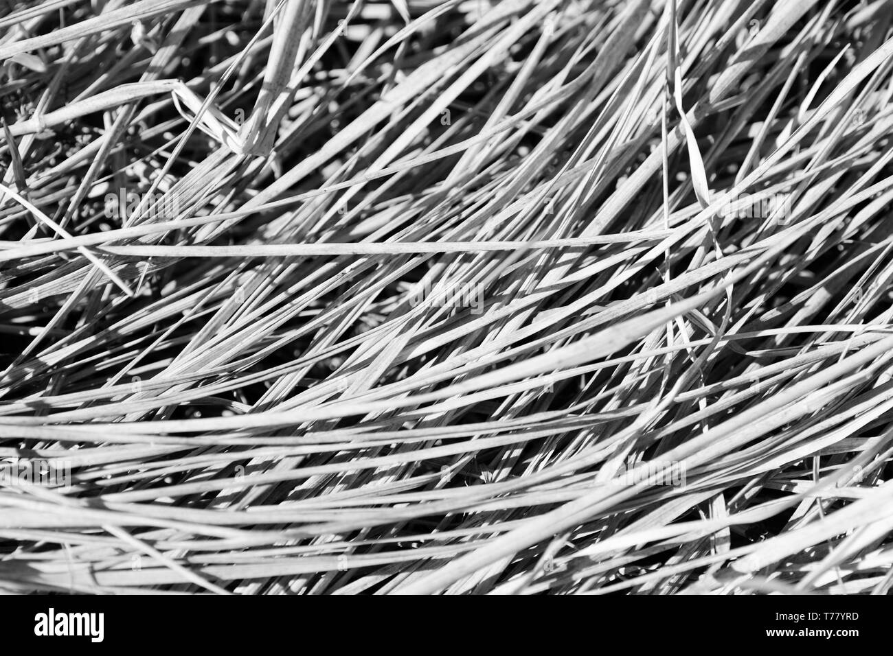 Dry grass close up. Natural background black and white Stock Photo Alamy