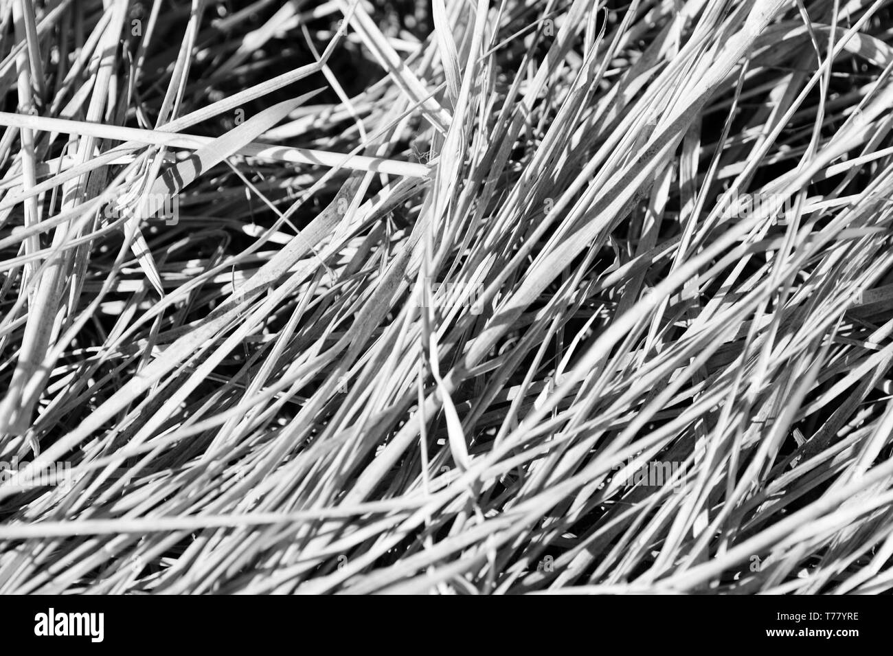 Dry grass close up. Natural background black and white Stock Photo