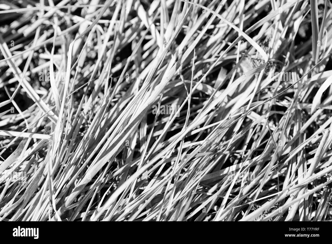 Dry grass close up. Natural background black and white Stock Photo Alamy