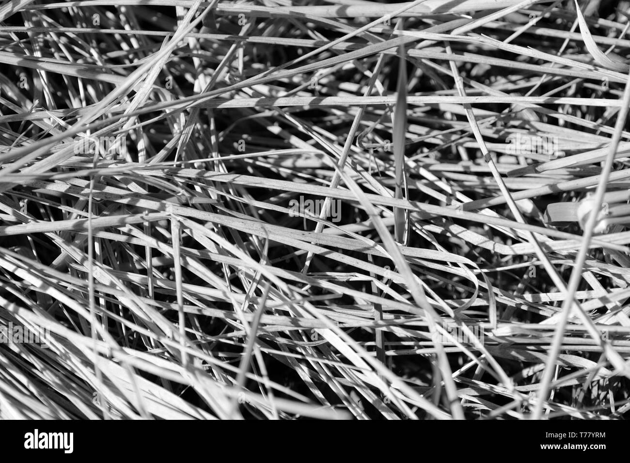 Dry grass close up. Natural background black and white Stock Photo