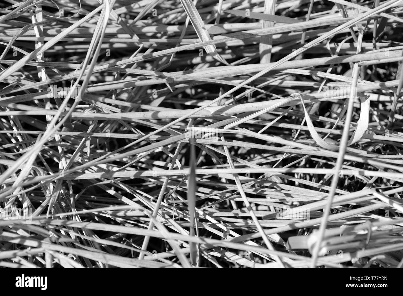 Dry grass close up. Natural background black and white Stock Photo Alamy