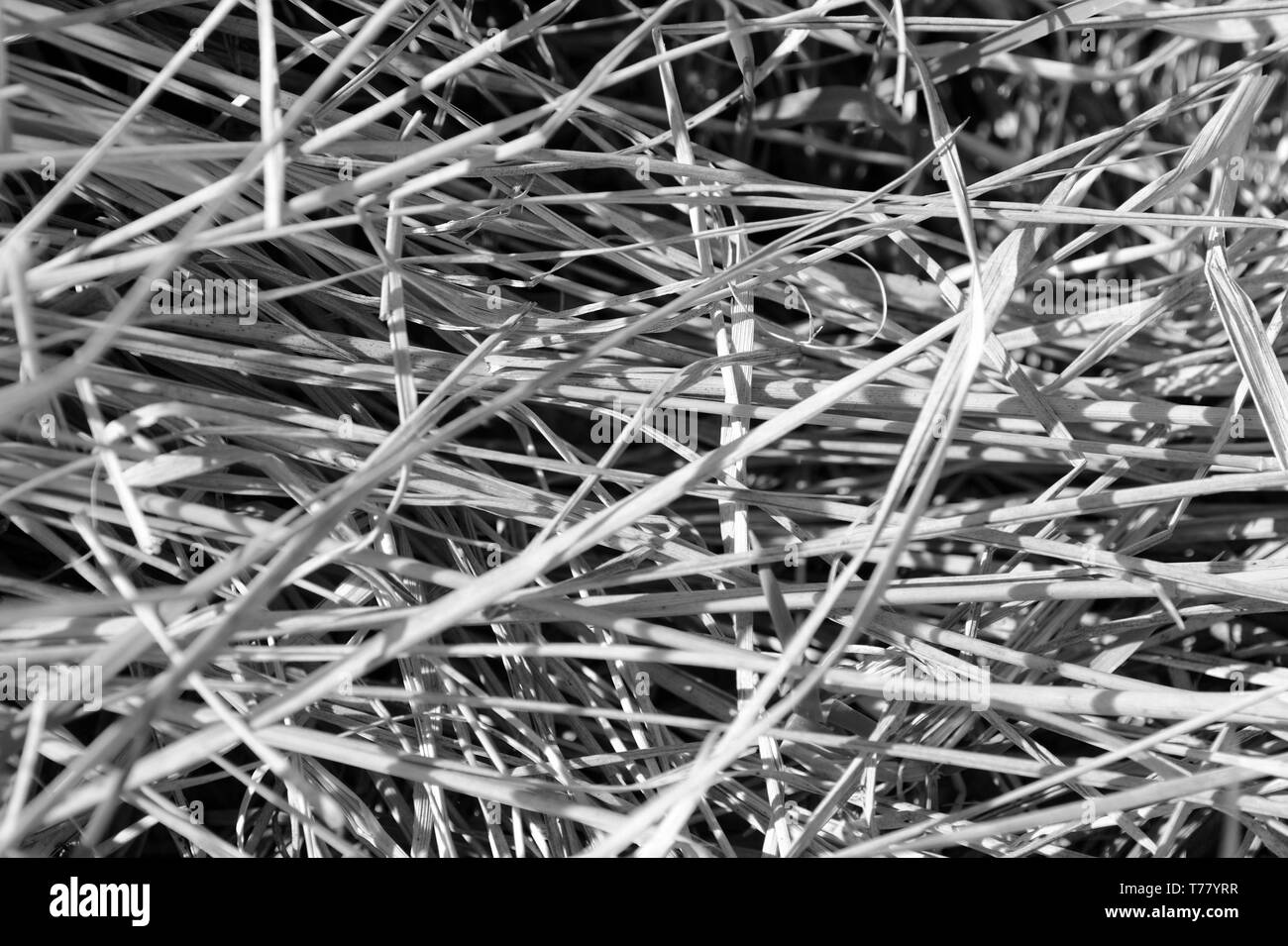 Dry grass close up. Natural background black and white Stock Photo Alamy