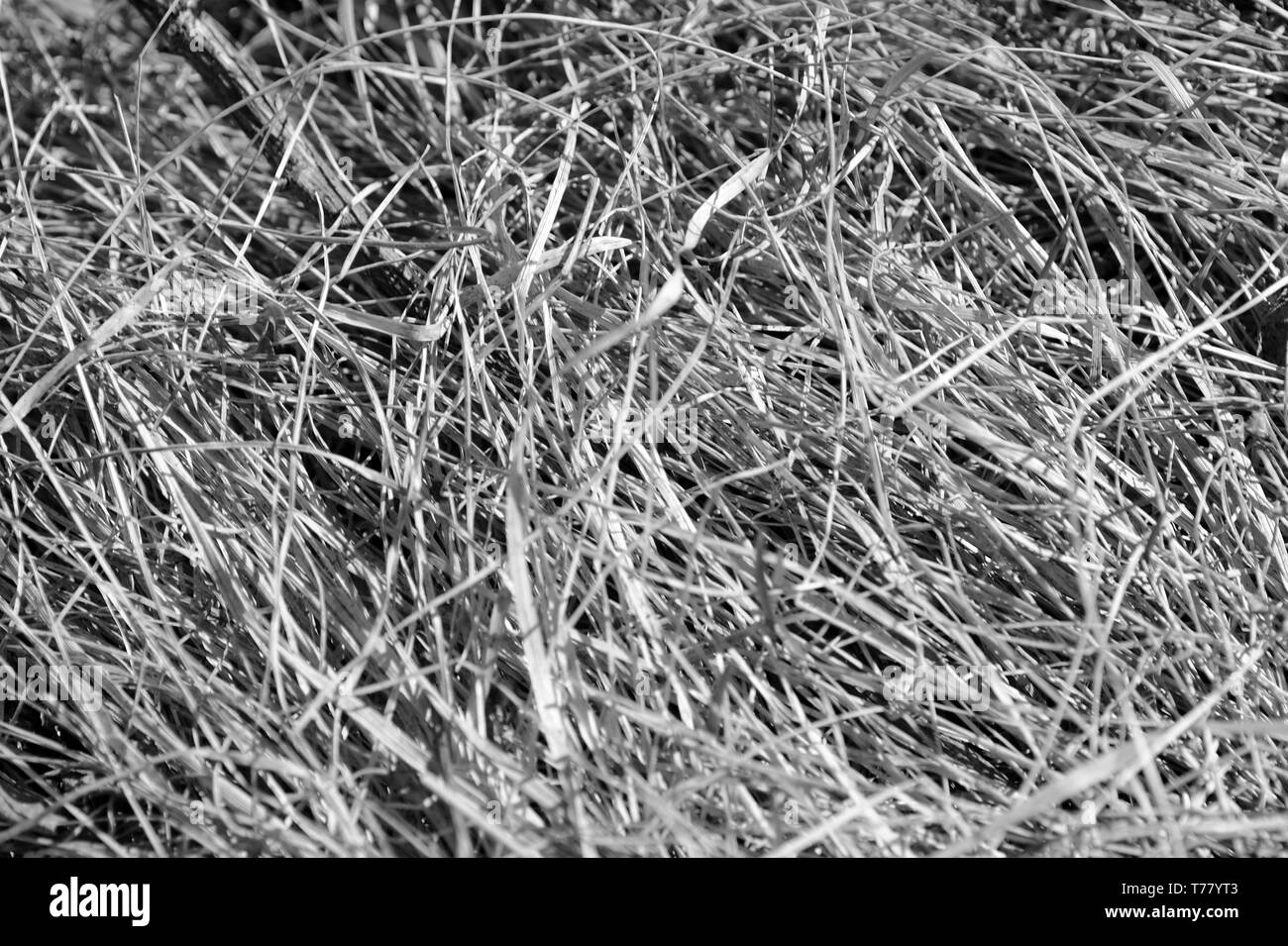 Natural view dried grass Black and White Stock Photos & Images - Alamy