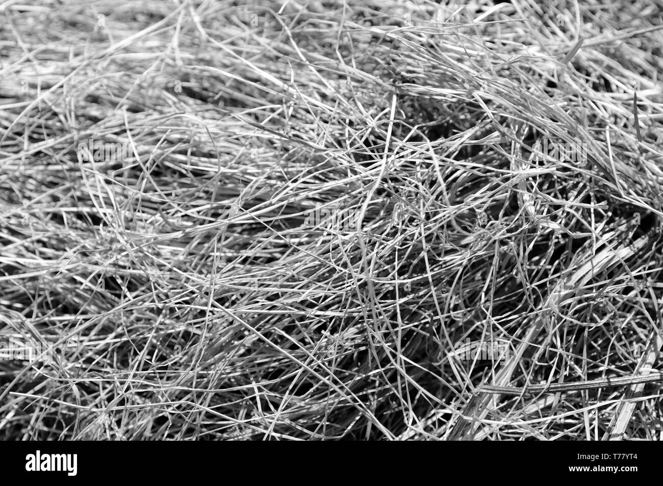 Natural view dried grass Black and White Stock Photos & Images - Alamy
