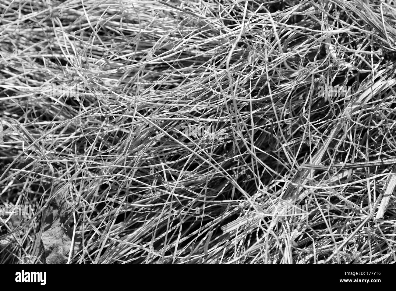 Natural view dried grass Black and White Stock Photos & Images - Alamy