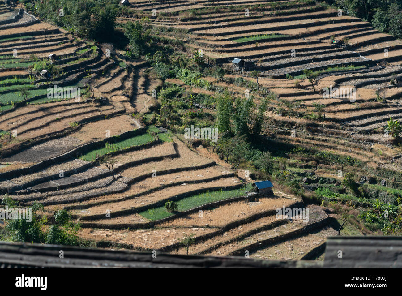 Rice terraces seen at Khonoma Village,Nagaland,India,Asia Stock Photo ...
