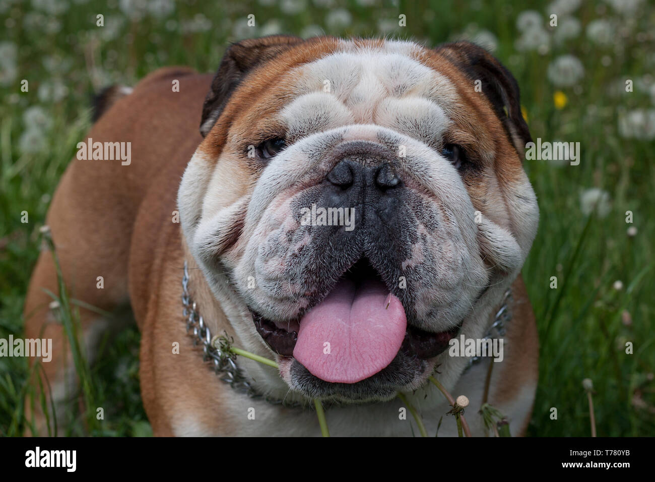 english bulldog carrier