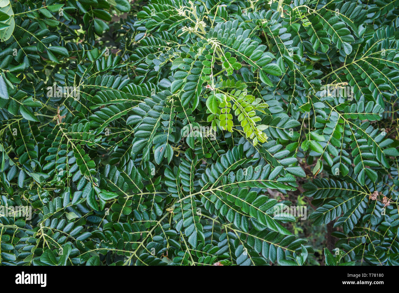 Glossy dark green leaves hires stock photography and images Alamy
