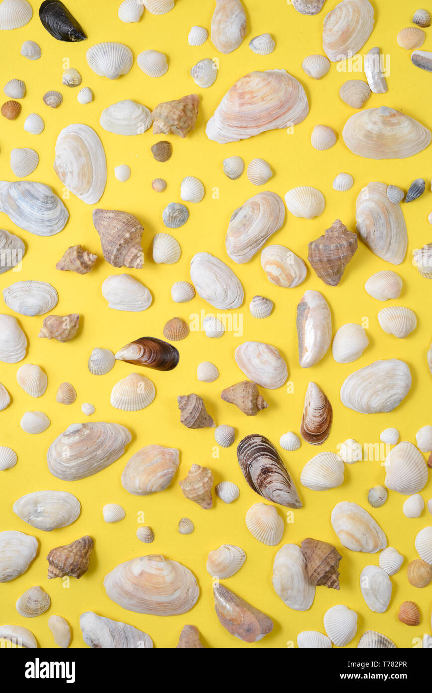 Creative various seashell pattern on pastel yellow background. Summer vacation concept. Marine background Stock Photo