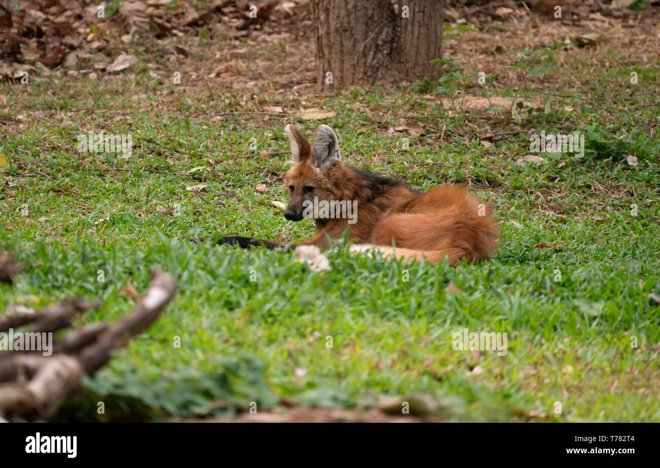 Maned wolf ( Chrysocyon brachyurus ) in zoo Stock Photo