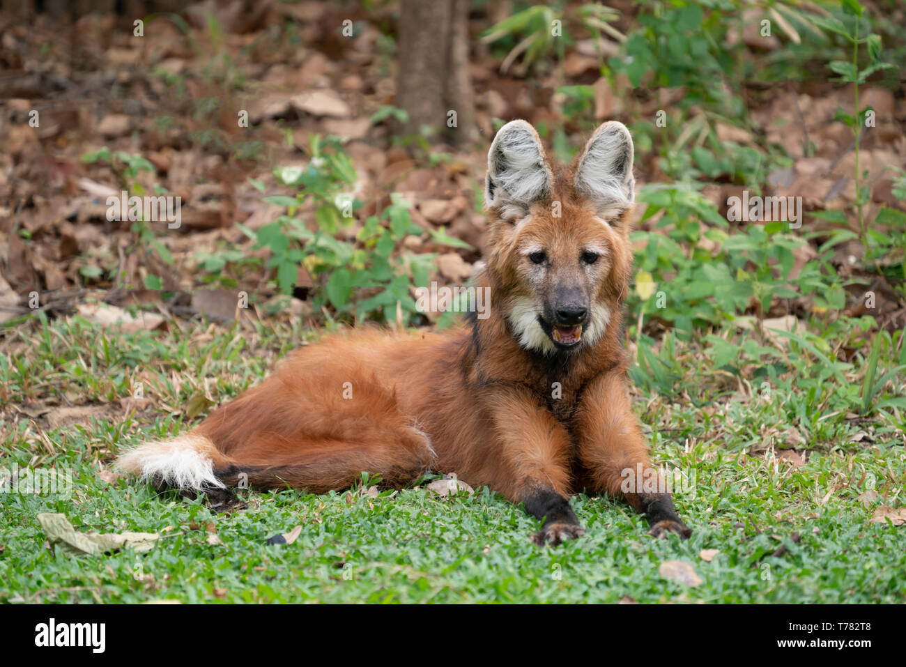 Maned wolf ( Chrysocyon brachyurus ) in zoo Stock Photo