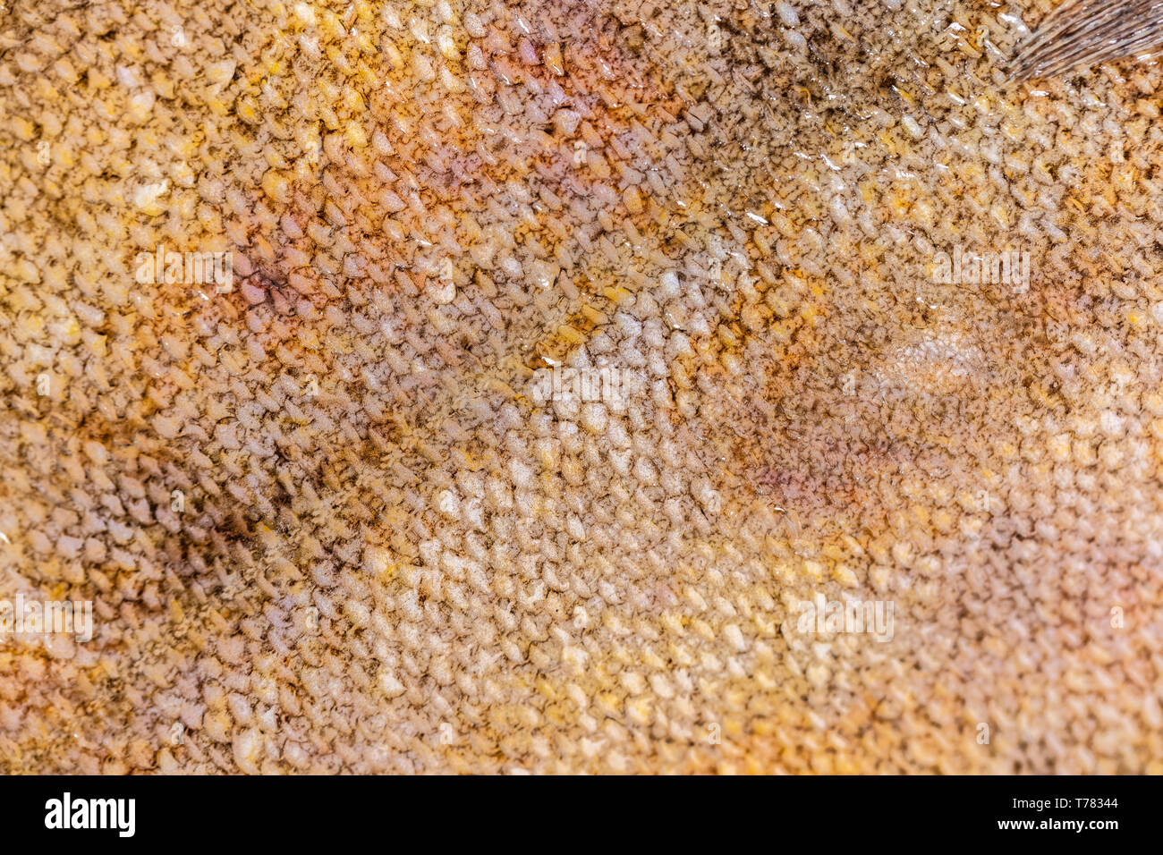 food background, flounder fish scales texture closeup Stock Photo Alamy