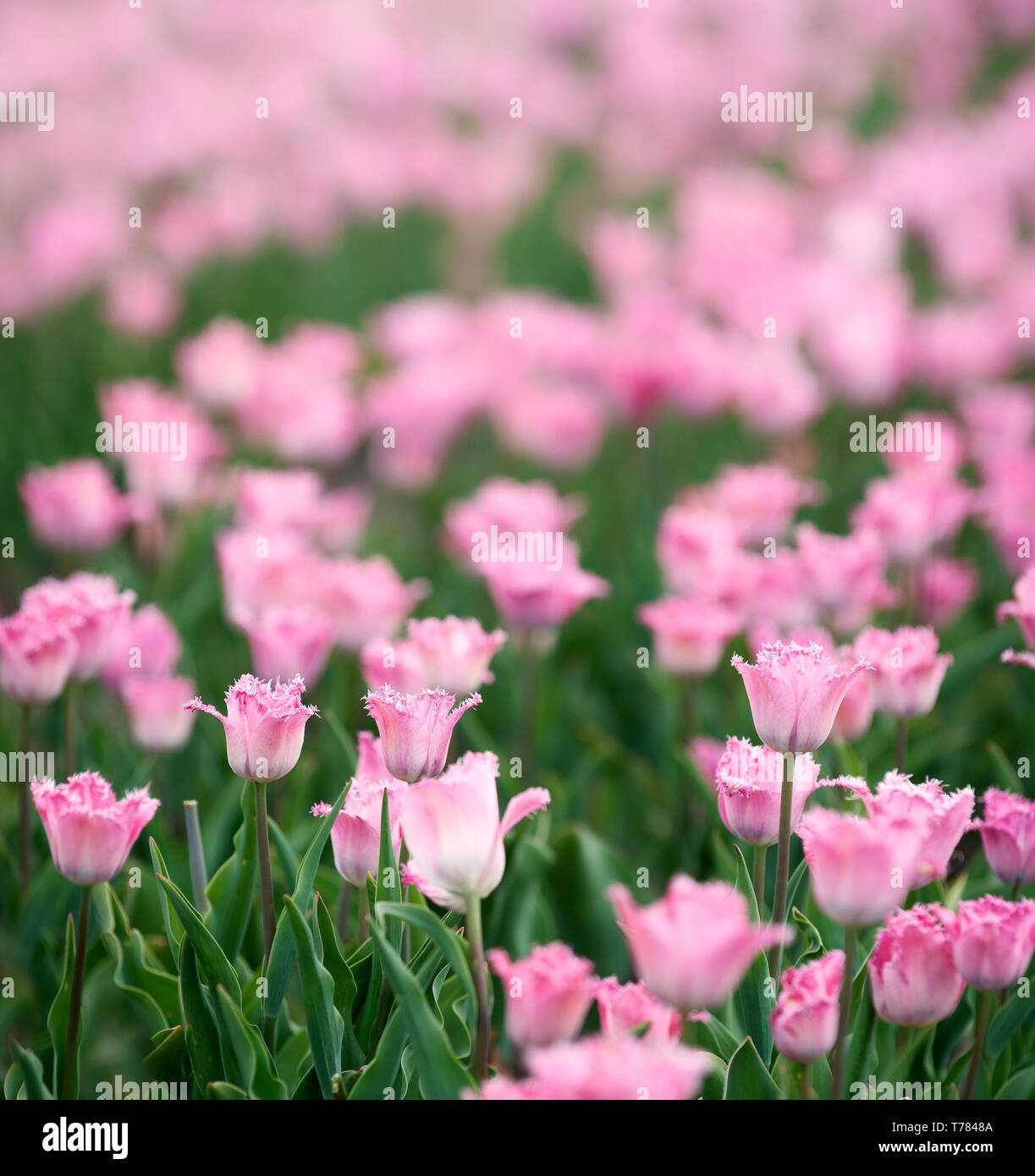 Tulip Variety Holland Beauty High Resolution Stock Photography And Images Alamy
