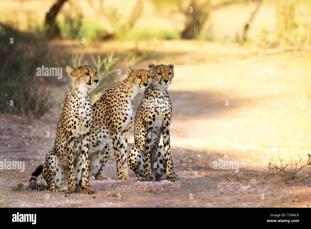 three Cheetah, Kgalagadi Transfrontier National Park, South Africa Stock Photo